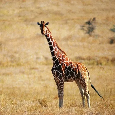 Safari Image